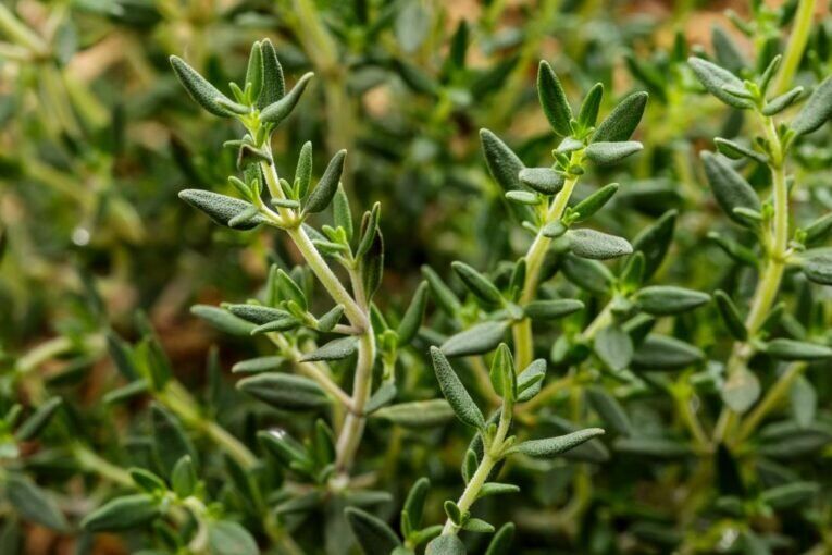 Thyme | Pestrol