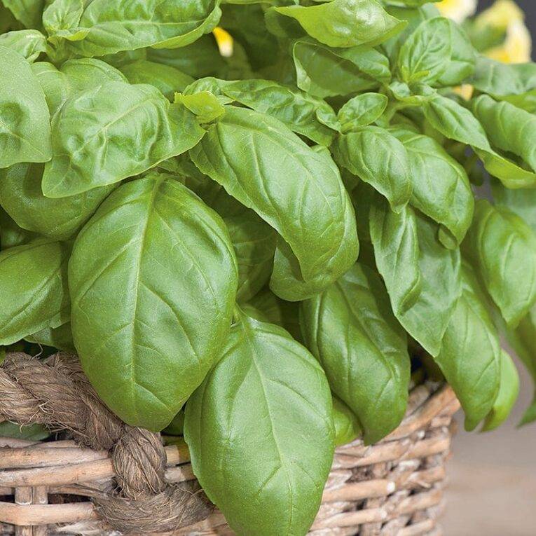 Sweet Basil | Pestrol