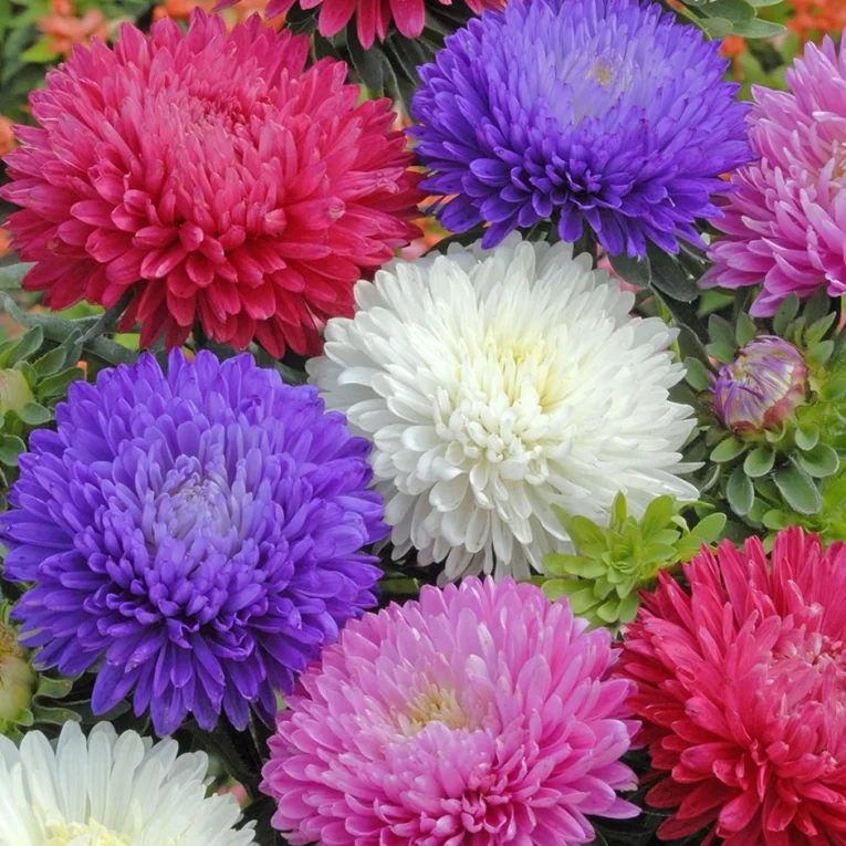 Aster Duchess Mixed | Pestrol