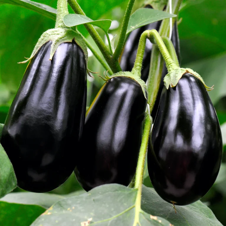 Black Beauty Egg Plant | Pestrol