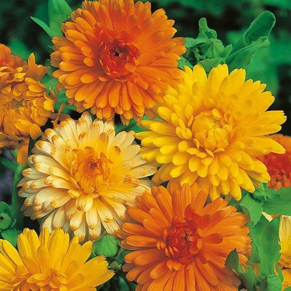 Calendula Art Shades | Pestrol