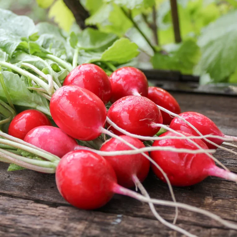 Cherry Belle Radish | Pestrol