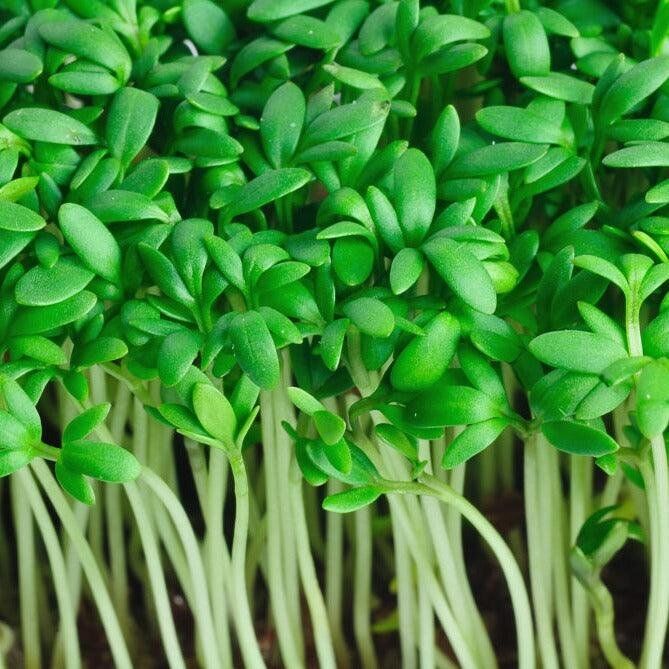 Fine Curled Cress | Pestrol