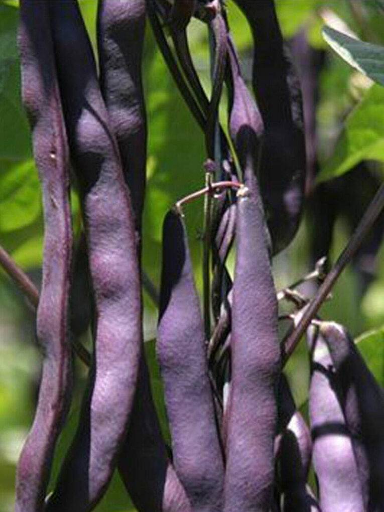 Purple King Climbing Bean | Pestrol