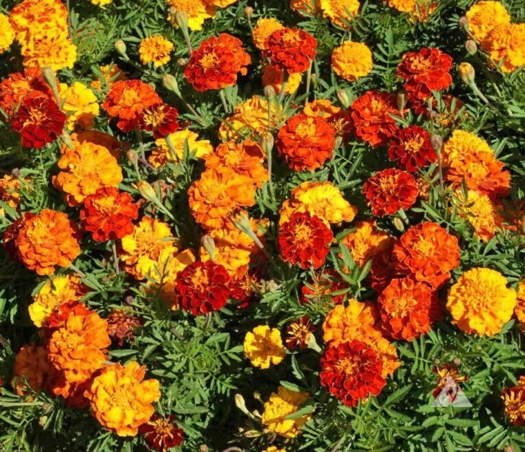 Sparkly Mixed Marigold | Pestrol