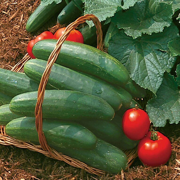 Bush Champion Cucumber | Pestrol