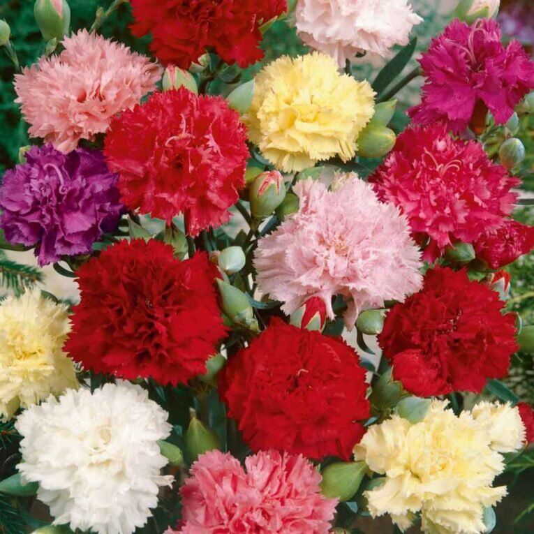 Carnation Choice Double | Pestrol