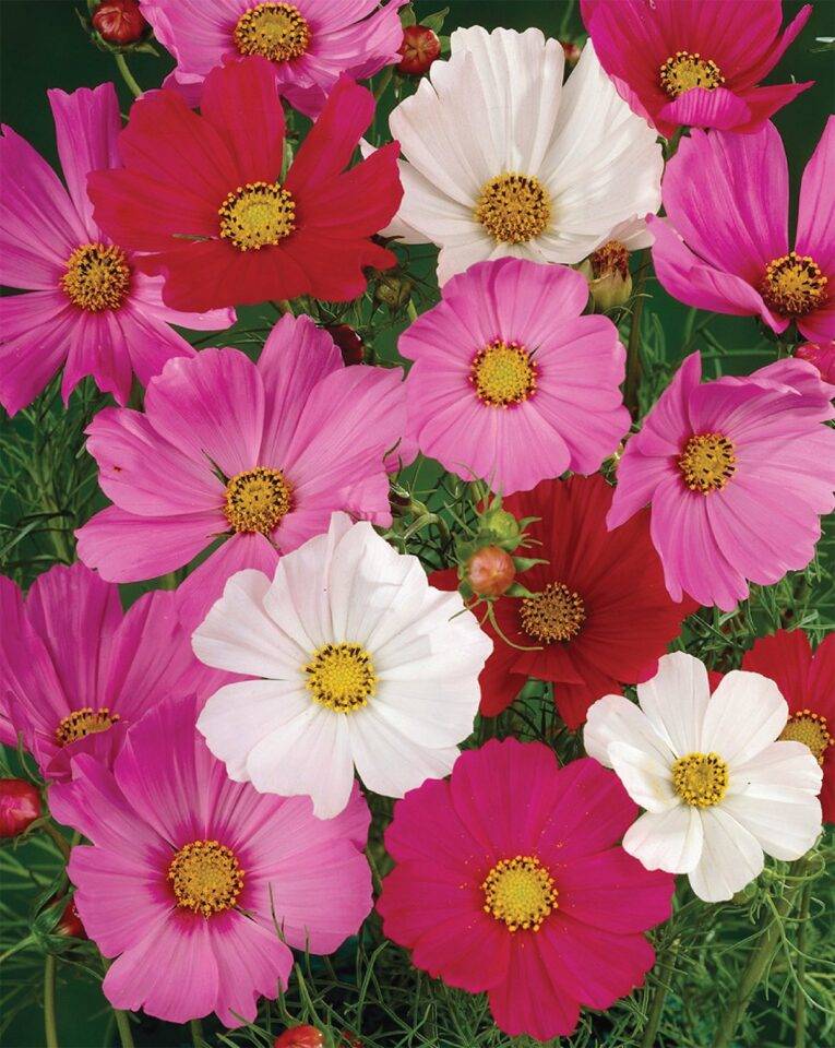 Cosmos Sensation Mixed | Pestrol