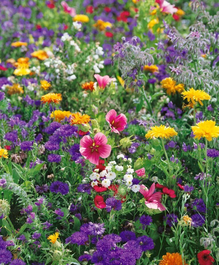 Cottage Garden Mixture | Pestrol