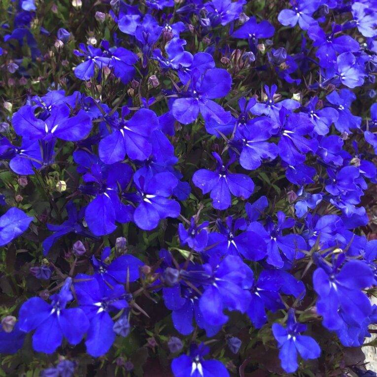 Crystal Palace Lobelia | Pestrol