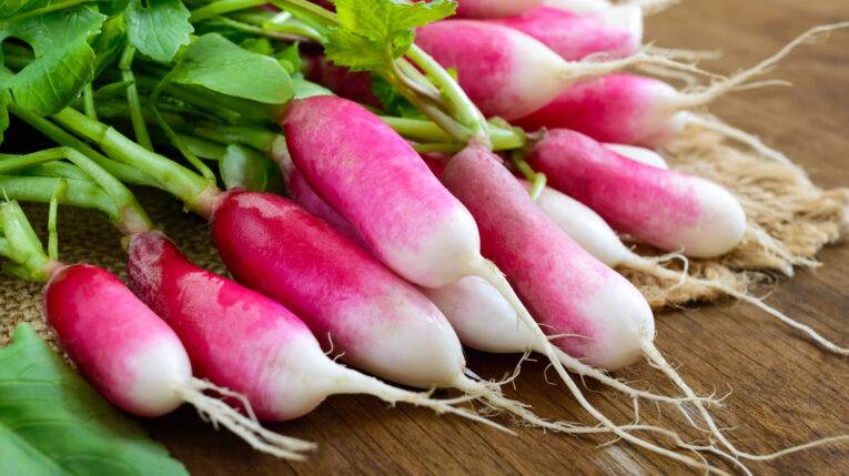 French Breakfast Radish | Pestrol