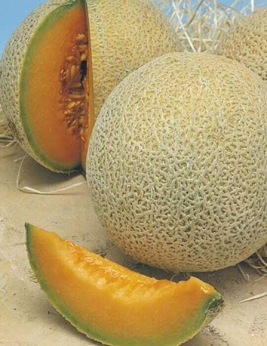 Hales Best Rockmelon | Pestrol