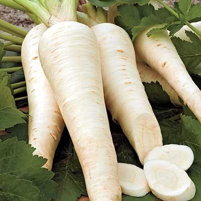 Hollow Crown Parsnip | Pestrol