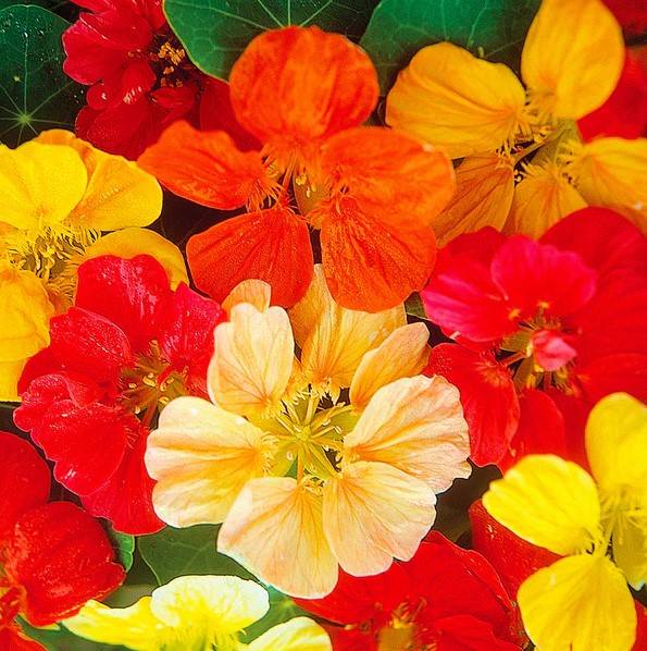 Nasturtium Jewel Mixed | Pestrol