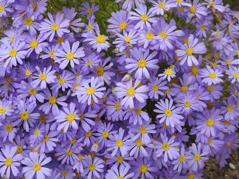 Swan River Daisy | Pestrol